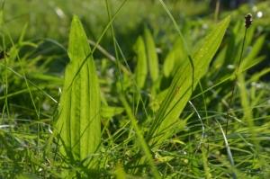 Leaves of ribwort plantain (Plantago lanceolate) surrounded by grass
