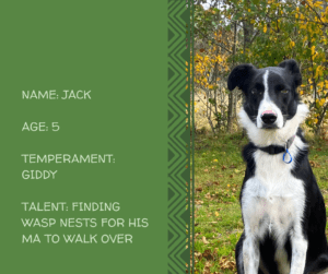 Image of Jack the border collie with written information about him next to the pic.