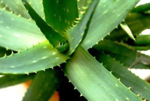 Aloe vera plant seen from above